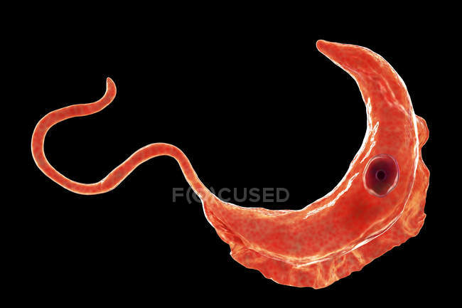 Цифровая иллюстрация трипаносомного протозомного паразита, вызывающего сонную болезнь, передающуюся кровью . — стоковое фото