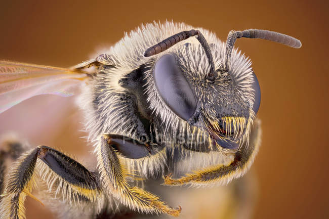 Sweat bee in detailed portrait shot. — Stock Photo