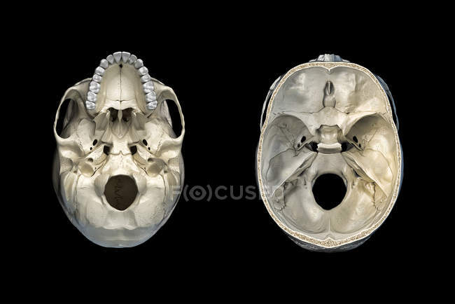 Human skull transversal cross-section and bottom view on black background. — Stock Photo