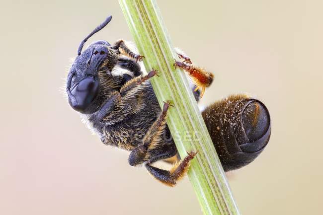 Hymenopteran висит на стебле зеленого растения . — стоковое фото