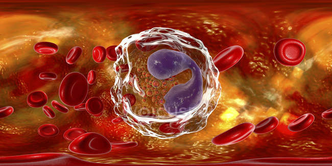 Glóbulos blancos eosinófilos en los vasos sanguíneos, ilustración digital que muestra núcleos lobulados
. - foto de stock