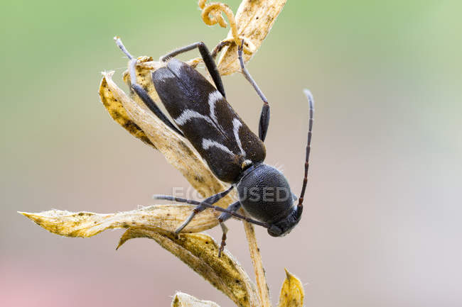 Primer plano del escarabajo de cuerno largo negro en la planta silvestre . - foto de stock