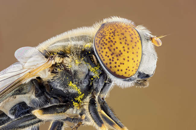 Spotted eye hoverfly in profile portrait shot. — Stock Photo