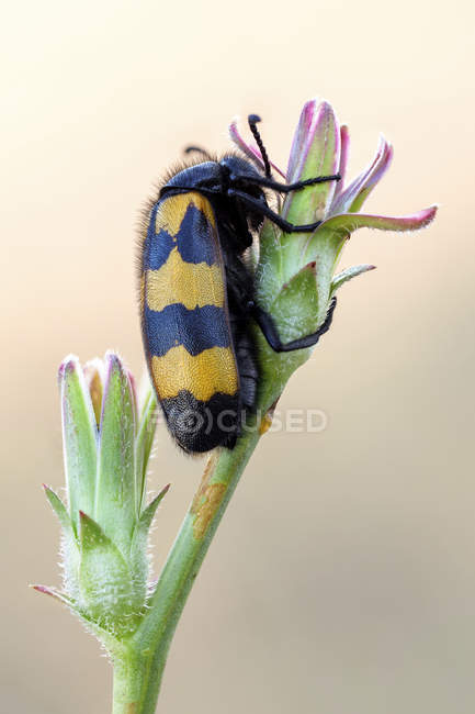 Close-up of yellow striped blister beetle on wild plant. — Stock Photo