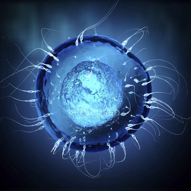 Transparente Spermien bewegen sich auf runde blau gefärbte Eizellen zu. — Stockfoto