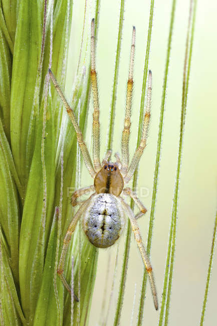 Sheetweb spider sitting on grass seed head. — Stock Photo
