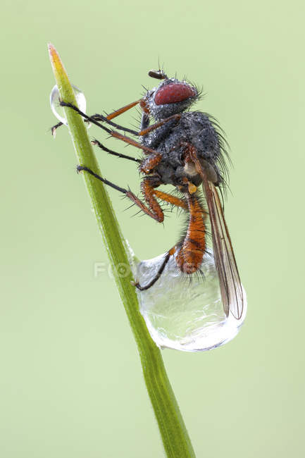 Pegomya mosca bicolore intrappolata dalla goccia di rugiada congelata sulla punta del filo d'erba . — Foto stock