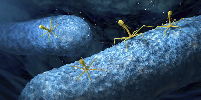 Бактеріофаги, що заражають бактерії, цифрова ілюстрація . — стокове фото