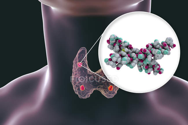 Illustration de glandes parathyroïdes rouges accentuées derrière la glande thyroïde et de molécules d'hormone parathyroïde
. — Photo de stock