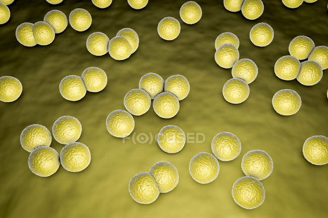 Colonia de bacterias Micrococcus luteus en la superficie del medio nutriente, ilustración digital . - foto de stock
