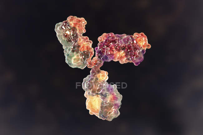 Modèle moléculaire numérique de la structure secondaire des anticorps d'immunoglobuline G . — Photo de stock