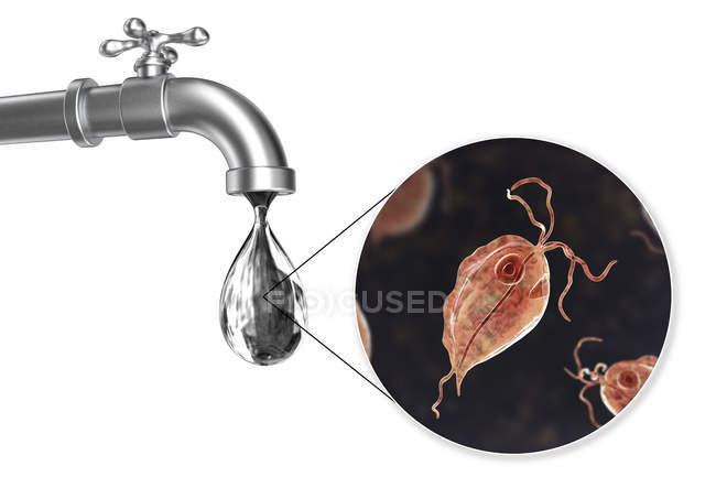 Konzeptionelle digitale Illustration, die Pentatrichomonas hominis Parasiten in Wassertropfen aus schmutzigem Wasserhahn zeigt. — Stockfoto