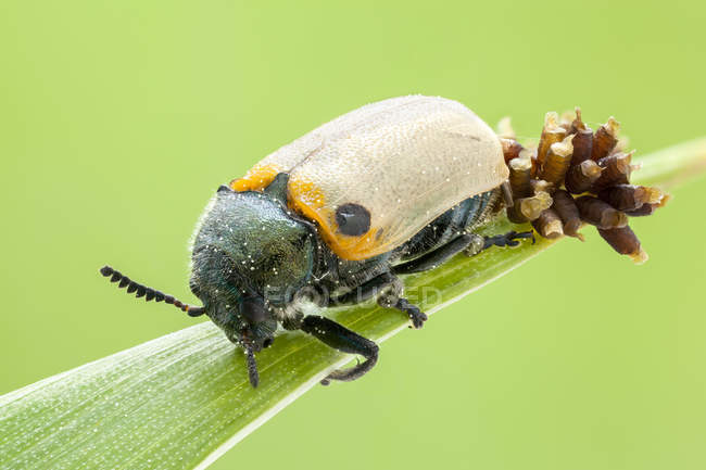 Leaf beetle with laid eggs on blade of grass. — Stock Photo