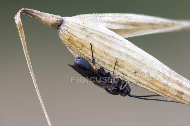 Parasitic wasp sleeping on dried flower. — Stock Photo