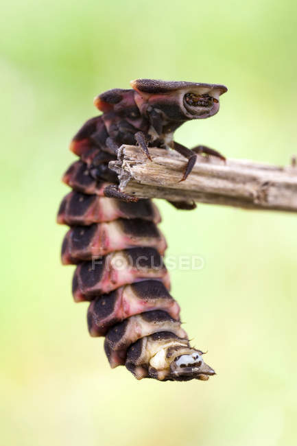 Close-up of common glow worm hanging on branch. — Stock Photo