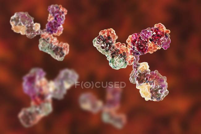 Modello molecolare digitale della struttura secondaria degli anticorpi anti-immunoglobulina G . — Foto stock