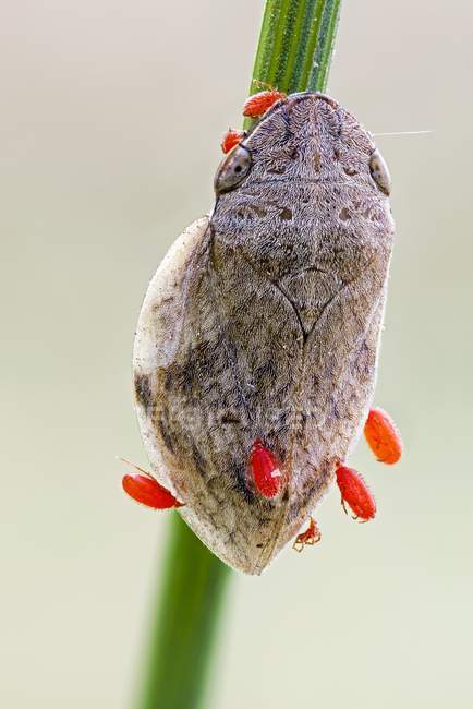 Лягушка бункер и несколько паразитических красных клещей нимфы на растении . — стоковое фото