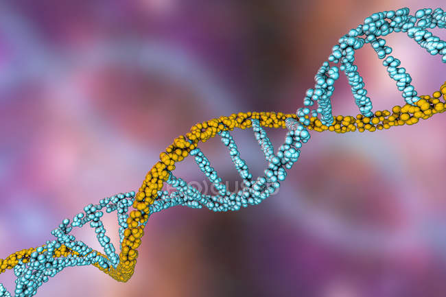 Molécula de doble hélice de ADN coloreado, ilustración digital
. - foto de stock