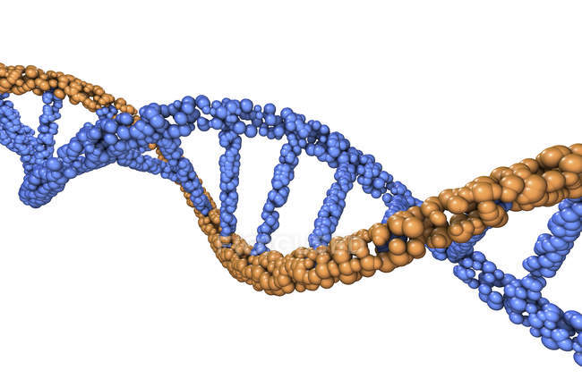 Molécula de doble hélice de ADN coloreado sobre fondo blanco, ilustración digital . - foto de stock