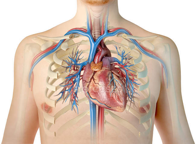 Menschliche Silhouette mit Herz mit Blutgefäßen und Bronchialbaum auf weißem Hintergrund. — Stockfoto