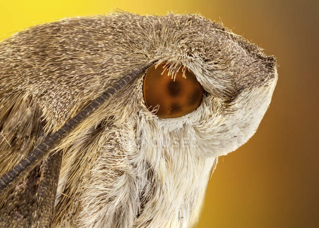 Крупный план портрета ястреба колибри . — стоковое фото