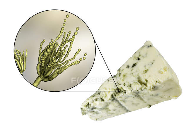 Roquefort-Käse und digitale Illustration des Pilzes Penicillium roqueforti. — Stockfoto