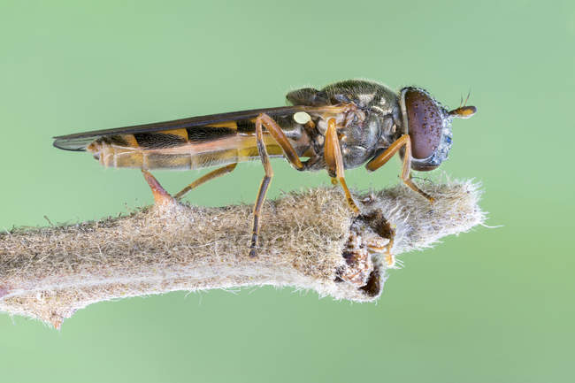 Close-up of hover fly perched on plant branch. — Stock Photo