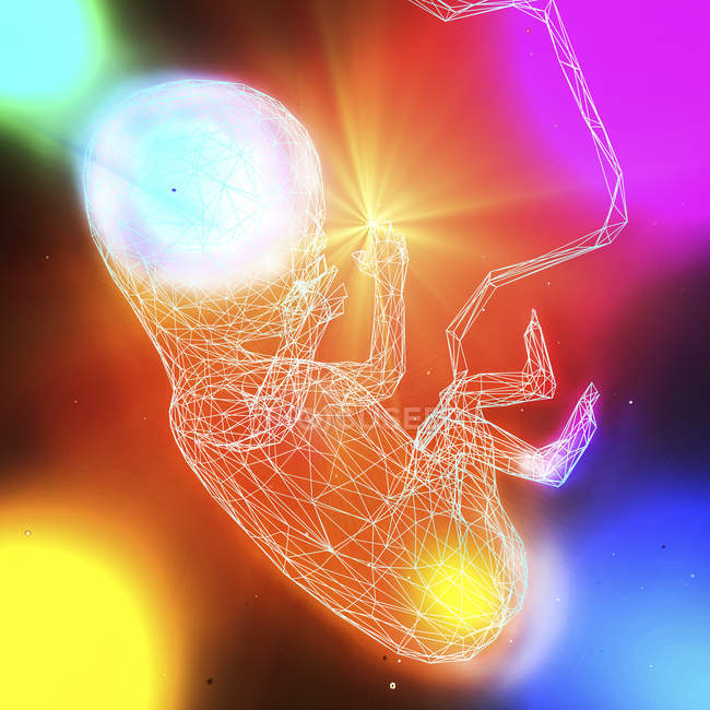 Illustrazione 3d del feto non ancora nato in stile poligono basso costituito da linee e tratti su sfondo colorato . — Foto stock