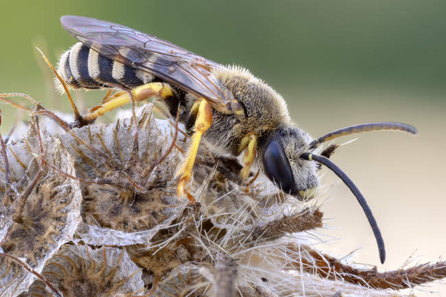 Primer plano de la abeja halictídica sentada en plantas silvestres . - foto de stock