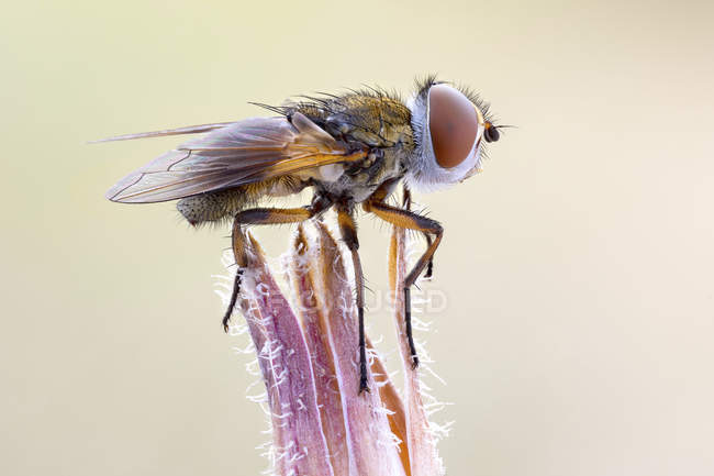 Gros plan de la mouche tachinide perchée sur une plante sauvage . — Photo de stock