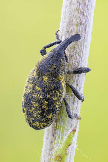 Thistle bud weevil sitting on common thistle stem. — Stock Photo