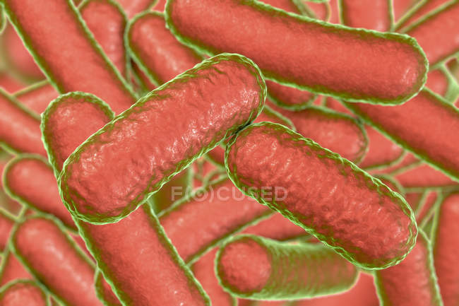 Цифрова ілюстрація шатуподібної бактерії колонія. — стокове фото