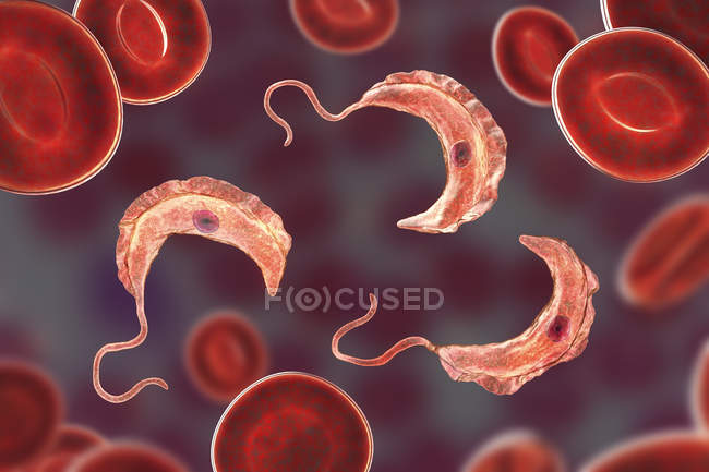 Ilustração digital de protozoários parasitas do tripanossoma no sangue que causam a doença do sono transmitida pelo sangue
. — Fotografia de Stock