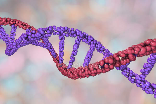 Molécula de dupla hélice de DNA colorido, ilustração digital . — Fotografia de Stock