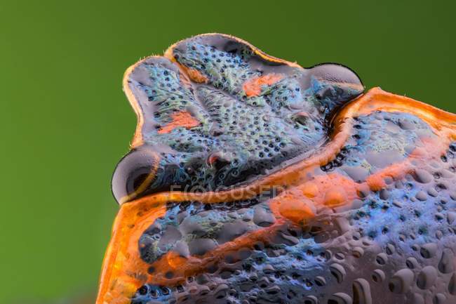 Shield bug head, detailed close-up. — Stock Photo