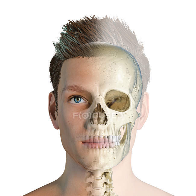 Männerkopf mit sichtbarem Schädel auf weißem Hintergrund. — Stockfoto