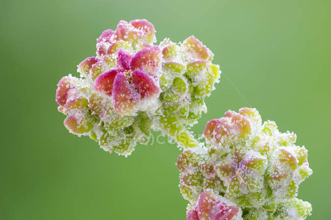 Цвітіння білої гусячої рослини, що росте на відкритому повітрі — стокове фото
