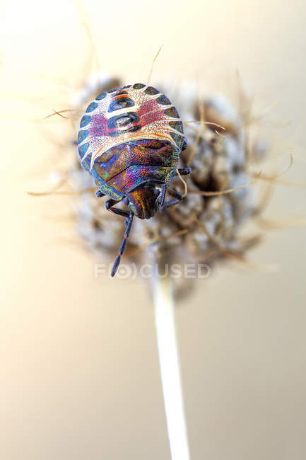 Shield bug ninfa sulla pianta selvatica essiccata . — Foto stock