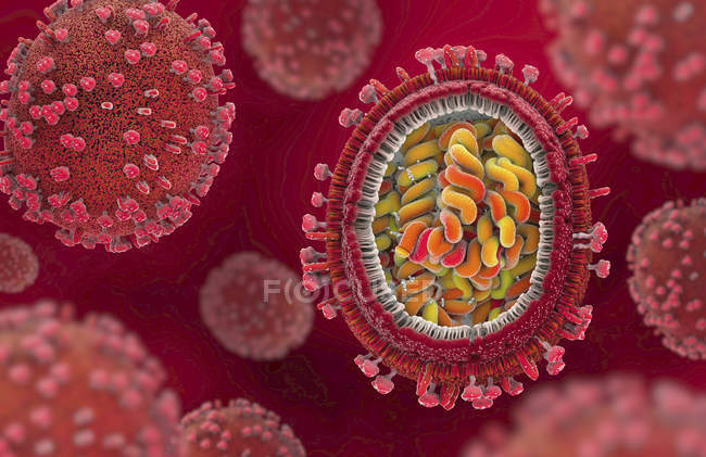 Illustration 3D de l'agent pathogène de la grippe en coupe transversale
. — Photo de stock