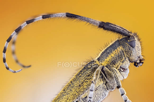 Close-up of golden bloomed grey longhorn beetle with long antennas. — Stock Photo