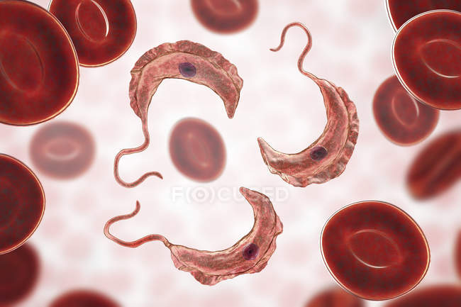 Digital illustration of trypanosome protozoan parasites in blood causing sleeping sickness transmitted by blood. — Stock Photo