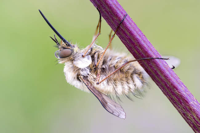 Bee fly hanging on plant stem. — Stock Photo