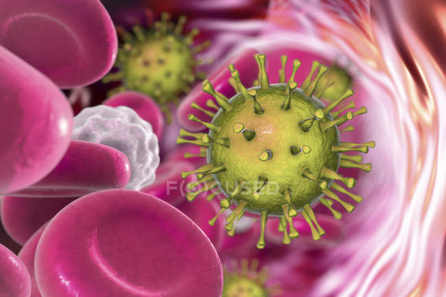 Частицы цитомегаловируса человека в кровотоке, цифровая иллюстрация
. — стоковое фото
