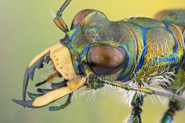 Tiger beetle in detailed portrait shot. — Stock Photo