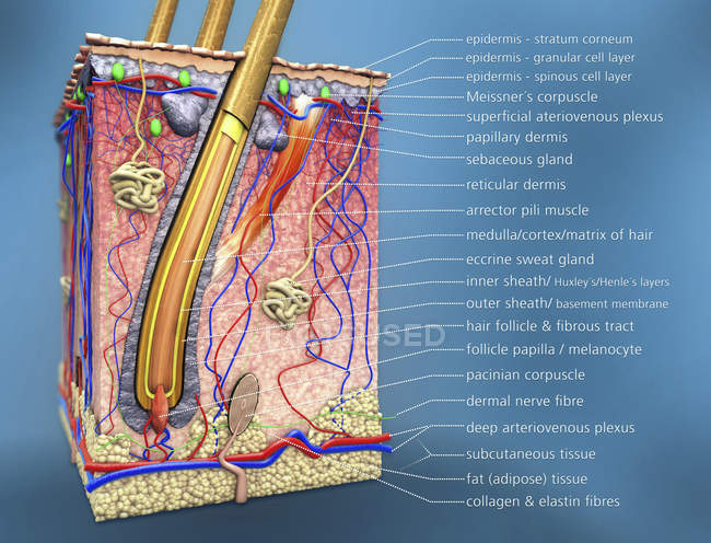 Illustration 3D de la coupe transversale du follicule pileux avec description . — Photo de stock