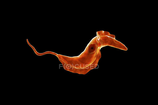 Цифрова ілюстрація паразита трипаносоми, що спричиняє хворобу Чагаса . — стокове фото