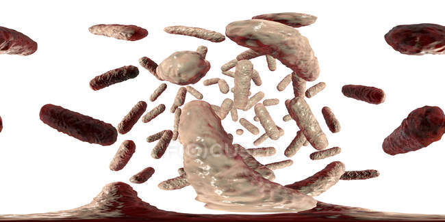 Enterobacteriaceae Bakterien, digitale Illustration mit 360-Grad-Panorama. — Stockfoto