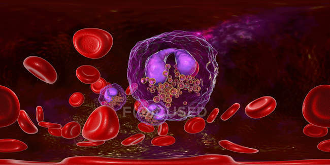 Панорамная иллюстрация кровеносных сосудов с эозинофилией с многочисленными эозинофилами белые кровяные тельца, антипаразитная иммунная система
. — стоковое фото