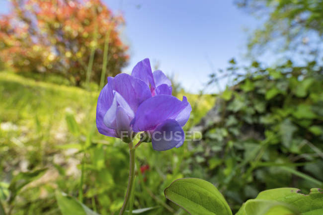 Close-up of Beach pea flower in autumnal meadow. — Stock Photo