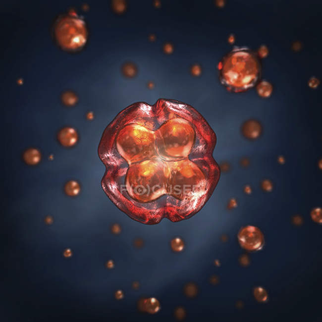 Menschliche Embryonenzellen, wissenschaftliche medizinische Illustration. — Stockfoto